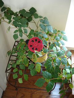 Ladybug Coaster Free Crochet Pattern